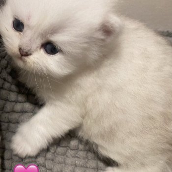 chaton Highland Straight black silver shaded Anouck chatterie des rêves d'O Anna