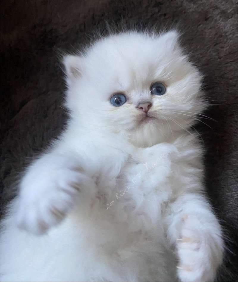 Artémis des rêves d'O Anna Mâle Highland Straight