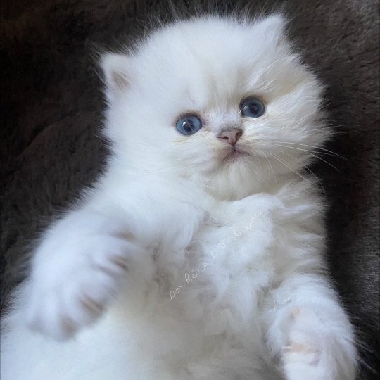 Artémis des rêves d'O Anna Mâle Highland Straight