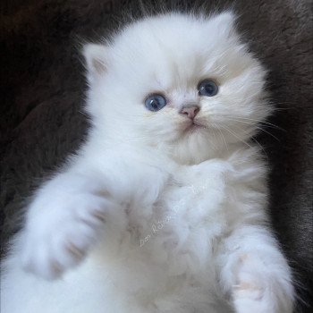 chaton Highland Straight seal shell point Artémis chatterie des rêves d'O Anna