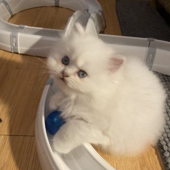 chaton Highland Straight seal shell point Arwyn chatterie des rêves d'O Anna