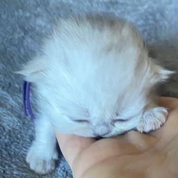 chaton Highland Straight black silver shaded Bella chatterie des rêves d'O Anna