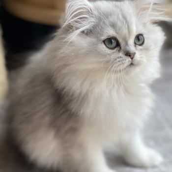 chaton Highland Straight black silver shaded Bella chatterie des rêves d'O Anna