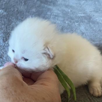 chaton Highland Straight blue shell point Bijou chatterie des rêves d'O Anna