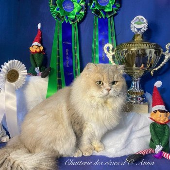 chat Highland Straight blue golden shaded SAMI DE LA GAVOTTINE chatterie des rêves d'O Anna