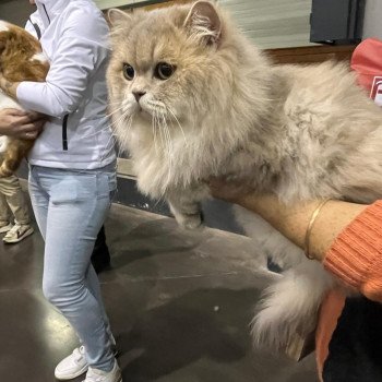 chat Highland Straight blue golden shaded SAMI DE LA GAVOTTINE chatterie des rêves d'O Anna