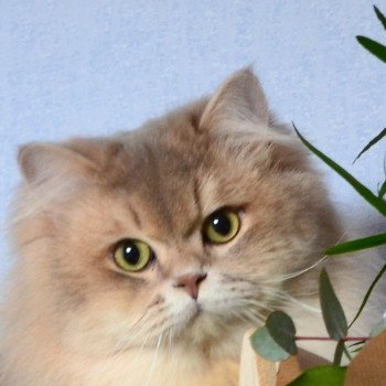 chat Highland Straight blue golden shaded SAMI DE LA GAVOTTINE chatterie des rêves d'O Anna