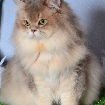 chat Highland Straight blue golden shaded SAMI DE LA GAVOTTINE chatterie des rêves d'O Anna