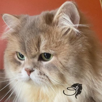 chat Highland Straight blue golden shaded SAMI DE LA GAVOTTINE chatterie des rêves d'O Anna