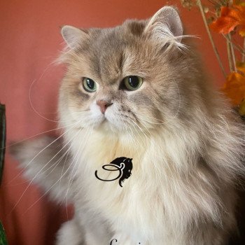 chat Highland Straight blue golden shaded SAMI DE LA GAVOTTINE chatterie des rêves d'O Anna