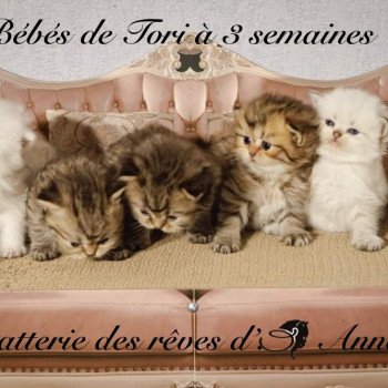 Portée CH Tori D'I Karma ❤DCH Toulouse des Rêves d'O Anna