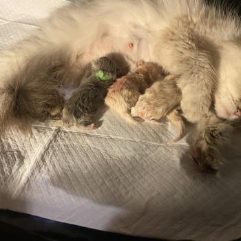 Portée Whitney ❤ Keizercats Teddy 2026